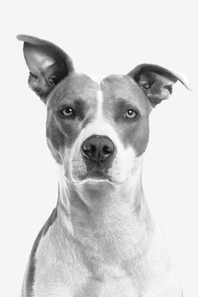 Closeup Photo of Short-coated White and Gray Dog